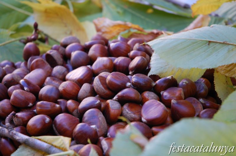 Fira de la Castanya a Maçanet de Cabrenys