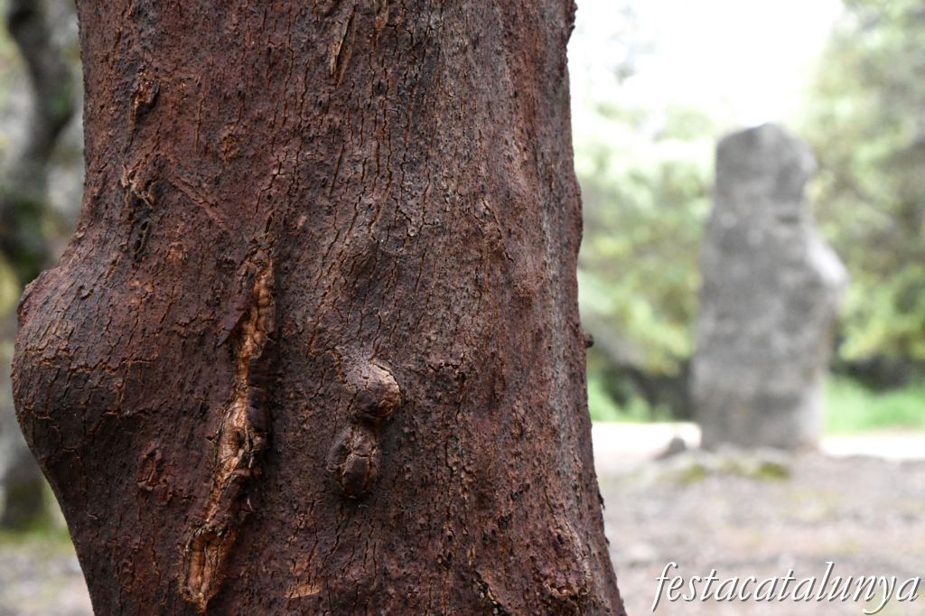 Maçanet de Cabrenys - Menhir de la Pedra Dreta