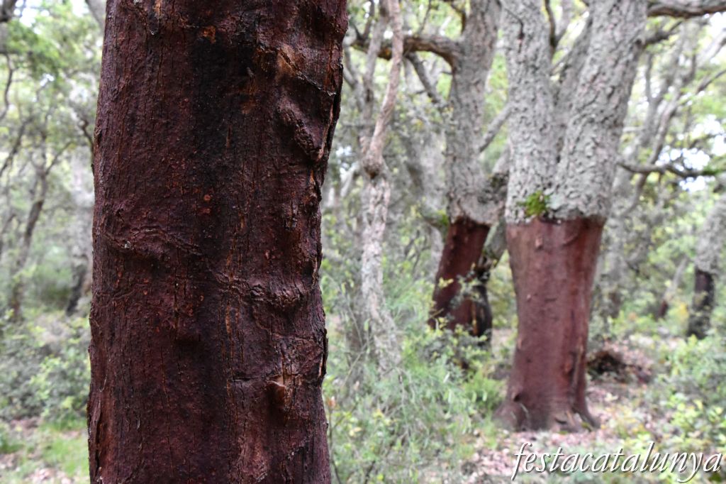 Maçanet de Cabrenys -  Espai natural el massís de Les Salines