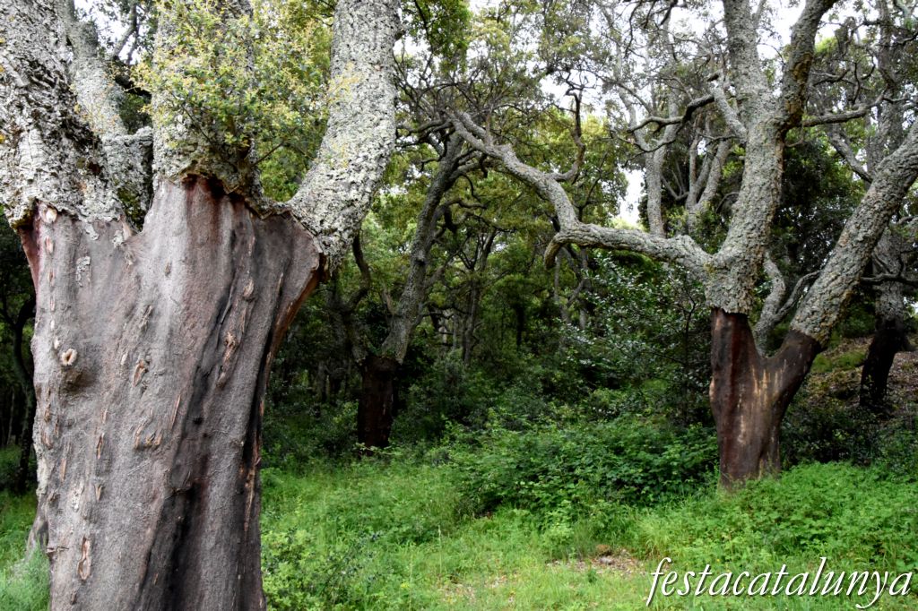 Maçanet de Cabrenys - Espai natural del massís de Les Salines