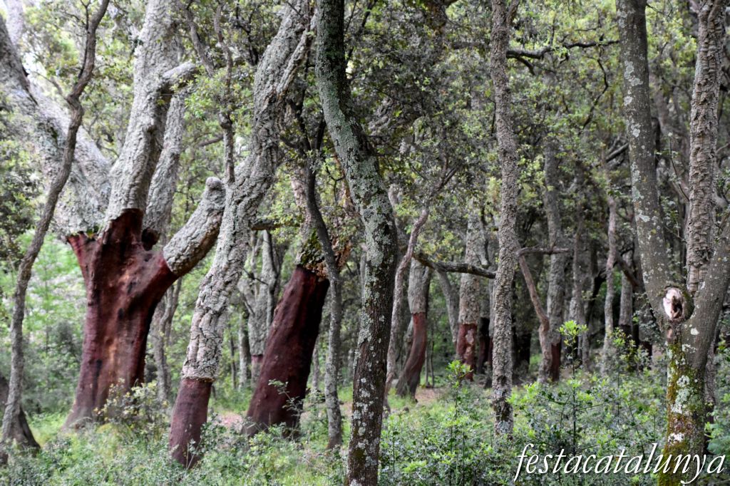Maçanet de Cabrenys - Espai natural del massís de Les Salines