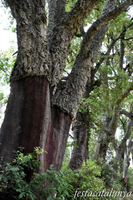 Maçanet de Cabrenys - Espai natural del massís de Les Salines