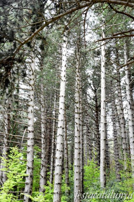 Maçanet de Cabrenys - Espai natural del massís de Les Salines