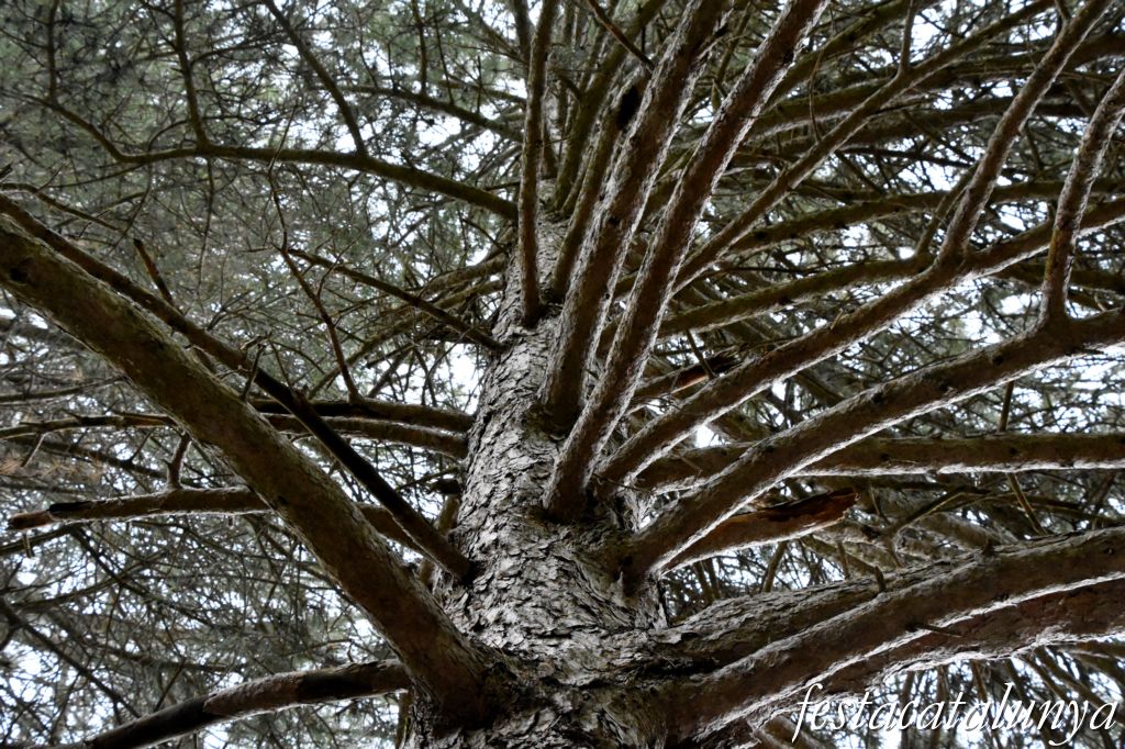 Maçanet de Cabrenys - Espai natural del massís de Les Salines