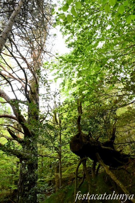 Maçanet de Cabrenys - Espai natural del massís de Les Salines