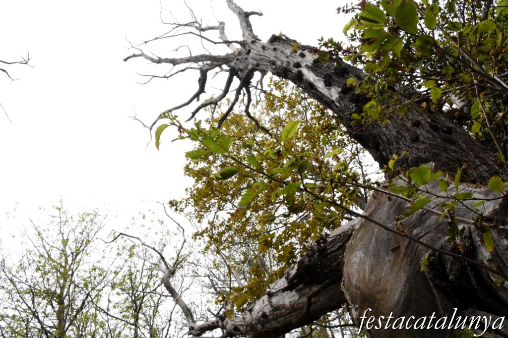 Maçanet de Cabrenys - Espai natural del massís de Les Salines