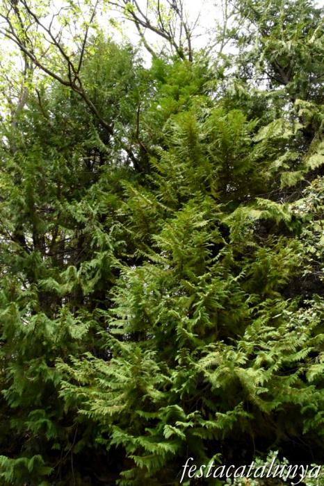 Maçanet de Cabrenys - Espai natural del massís de Les Salines