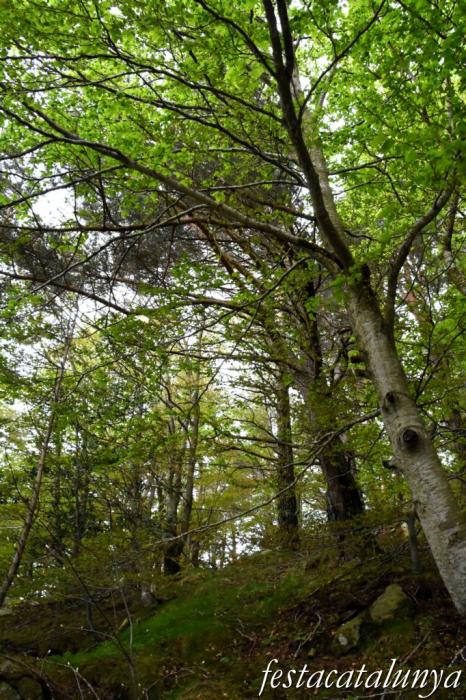 Maçanet de Cabrenys - Espai natural del massís de Les Salines
