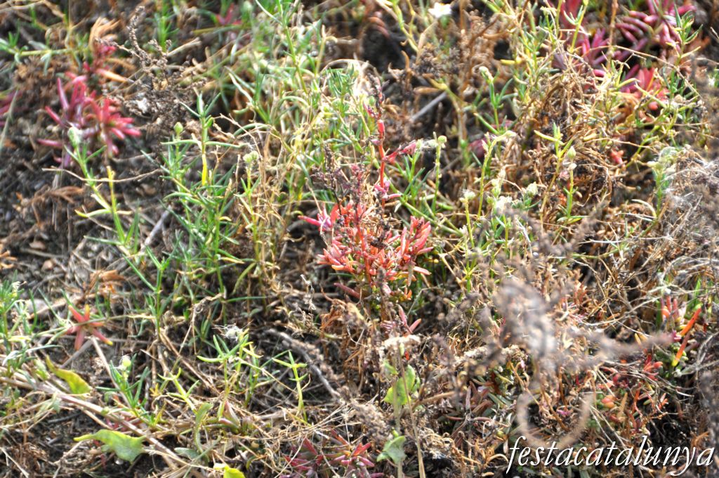 Vila-seca - Sèquia Major a la Pineda