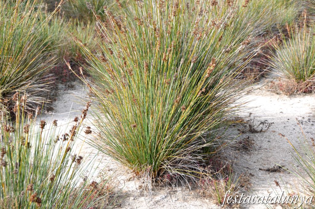 Vila-seca - Sèquia Major a la Pineda