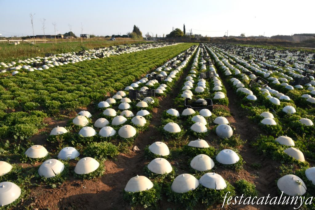 Plana Agrícola de Viladecans