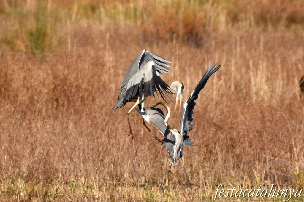 El Remolar de Viladecans