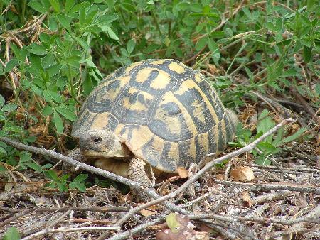 C.R.A.R.C (Centre de Recuperació d'Amfibis i Rèptils de Catalunya) a Masquefa