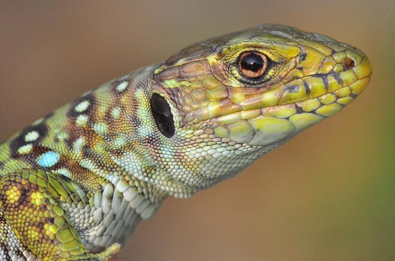 C.R.A.R.C (Centre de Recuperació d'Amfibis i Rèptils de Catalunya) a Masquefa