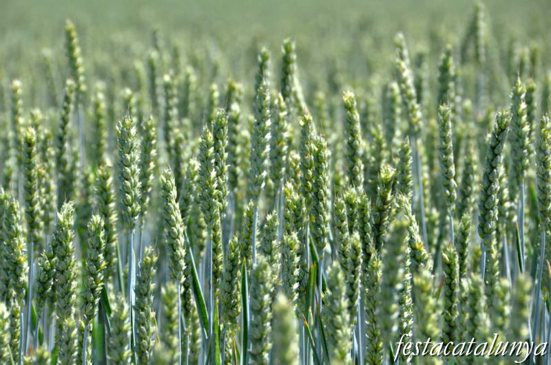 Sant Guim de Freixenet - Camp de cereals