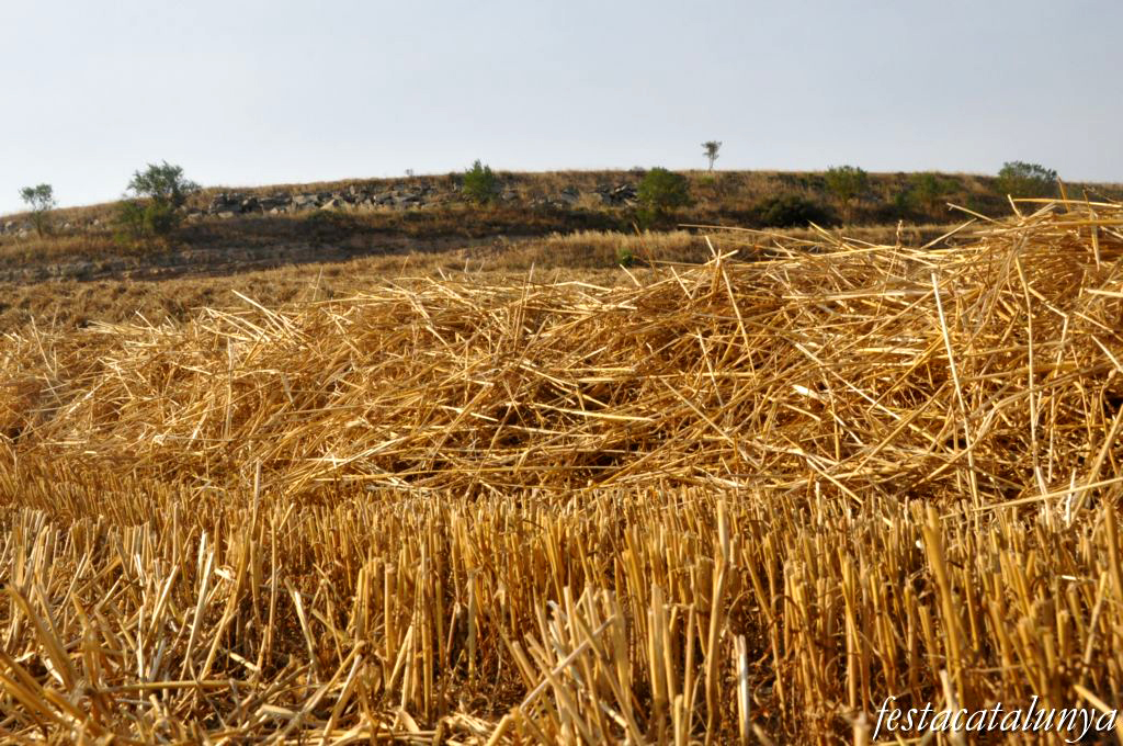 Sant Guim de Freixenet - Camp de cereals