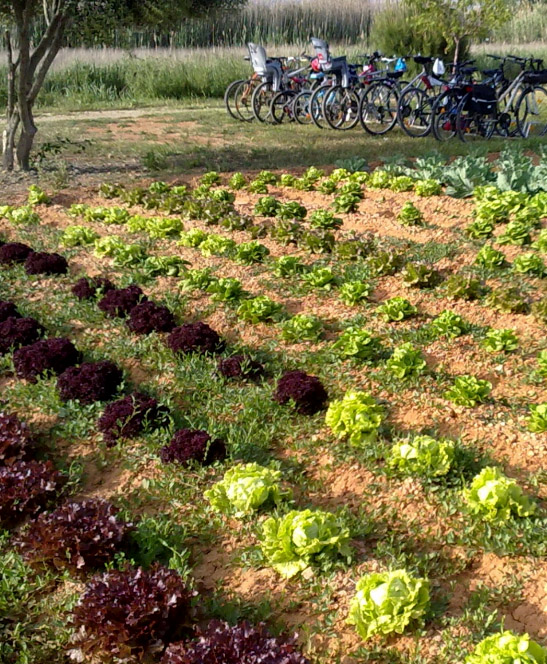 Espai Agroambiental de Viladecans