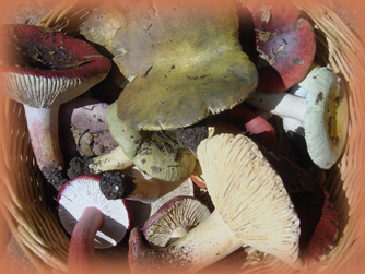 Museu d'Art del Bolet de Catalunya a Montmajor