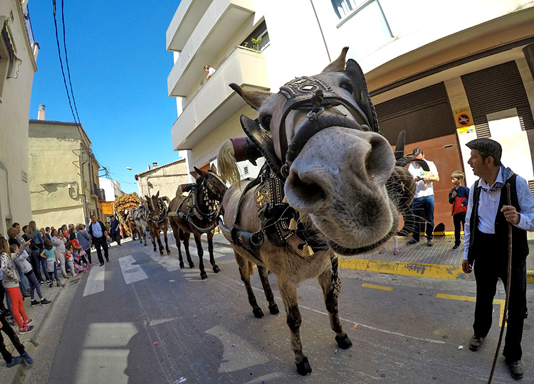 Passada de Sant Antoni Abat a Sant Quirze del Vallès