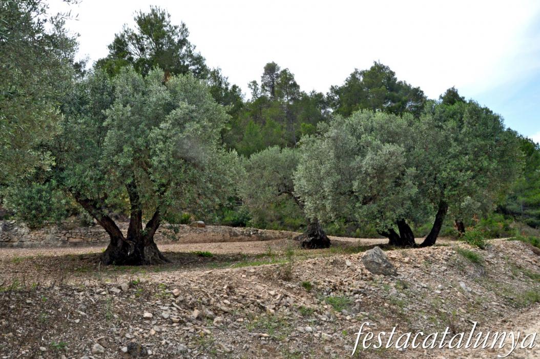 La Fatarella - Oliveres i paisatge