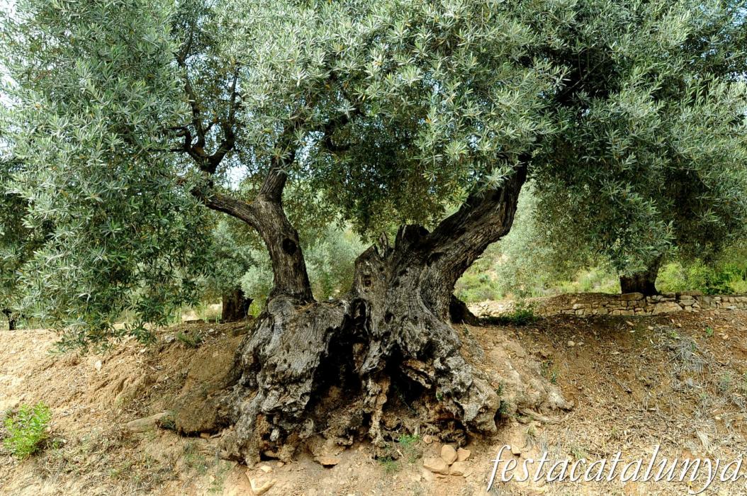 La Fatarella - Oliveres i paisatge