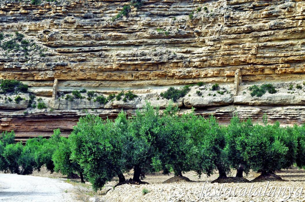 La Fatarella - Oliveres i paisatge