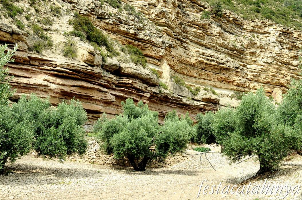 La Fatarella - Oliveres i paisatge