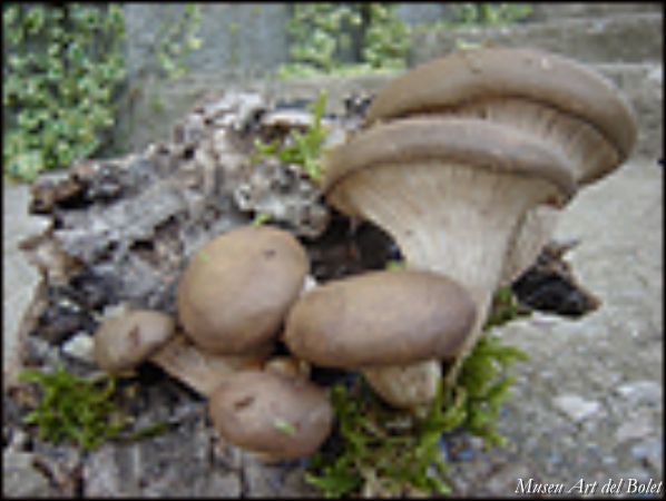 Museu d'Art del Bolet de Catalunya a Montmajor