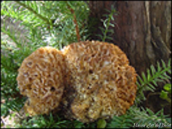Museu d'Art del Bolet de Catalunya a Montmajor