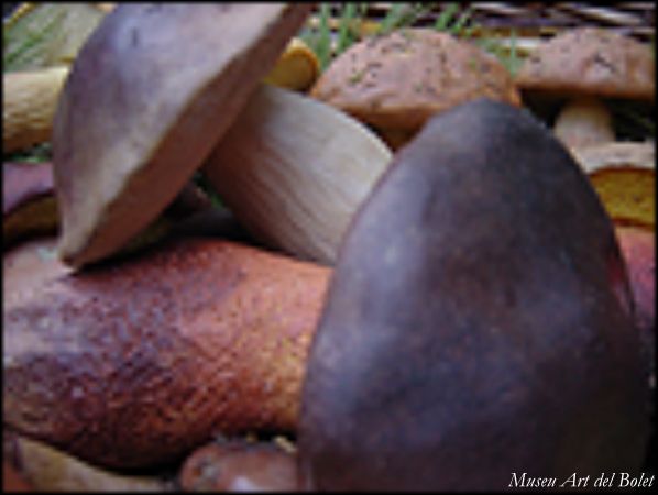 Museu d'Art del Bolet de Catalunya a Montmajor