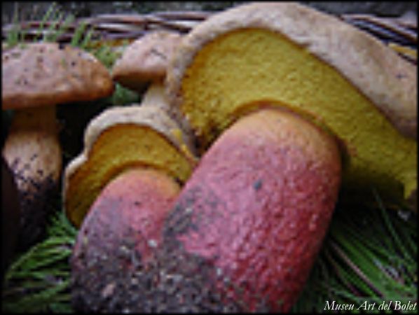 Museu d'Art del Bolet de Catalunya a Montmajor