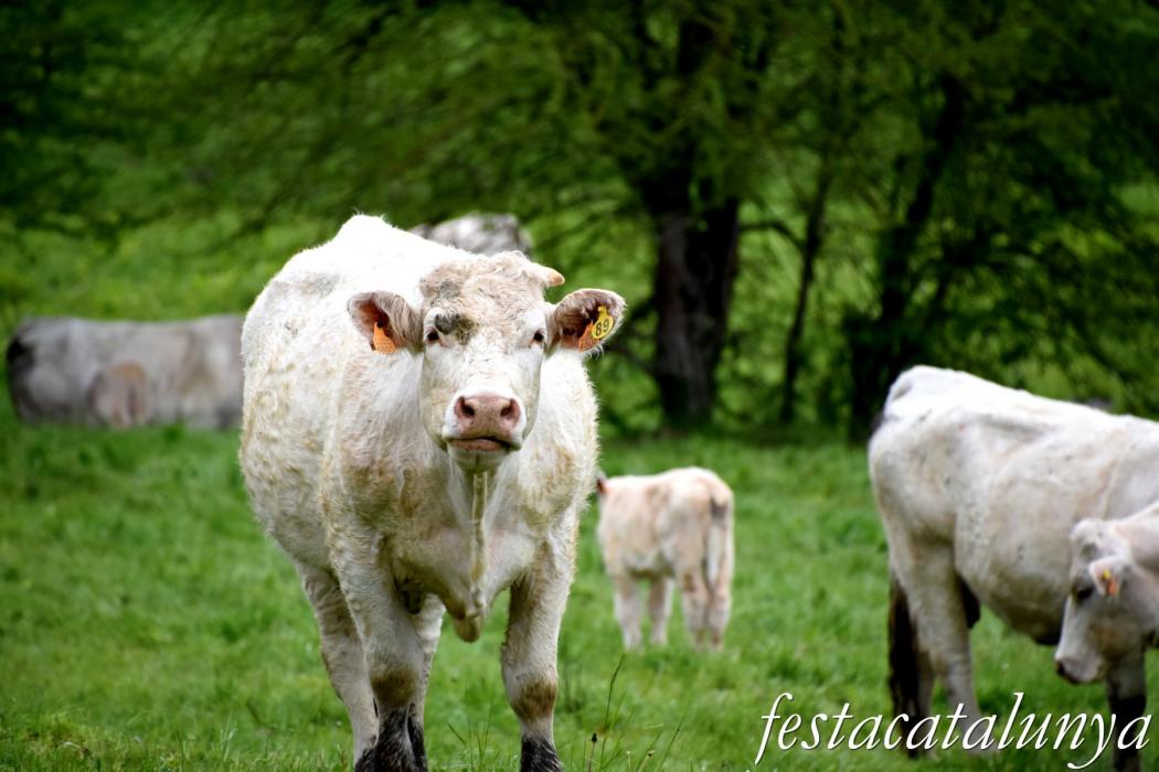 L'Esquirol - Espai natural Collsacabra