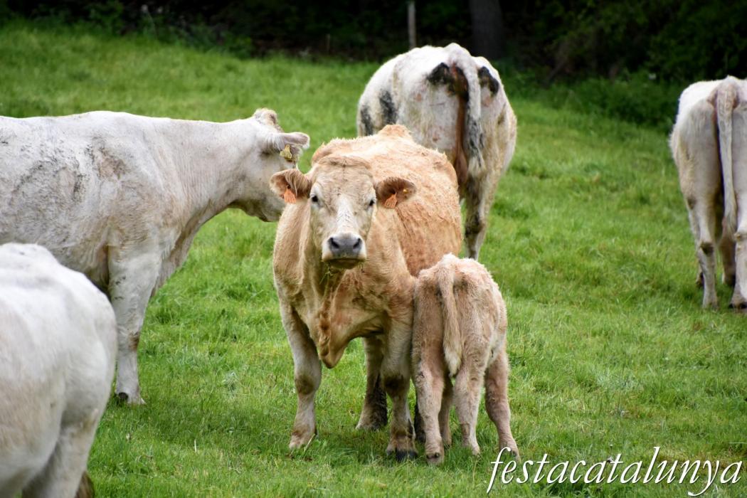 Espai natural Collsacabra a l'Esquirol