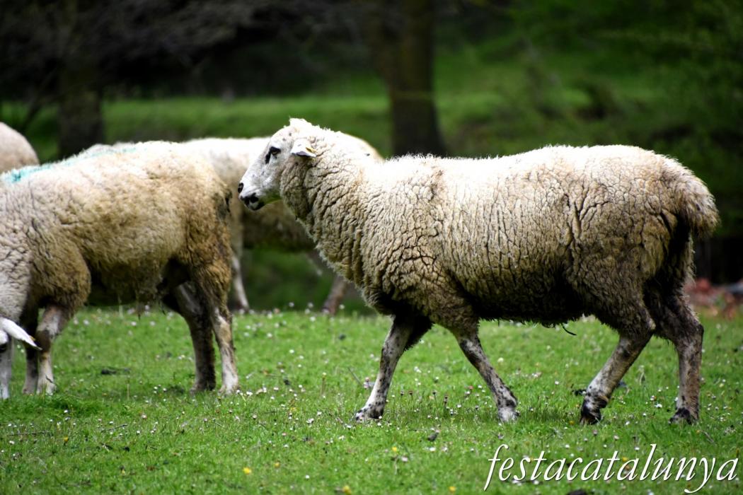 L'Esquirol - Espai natural Collsacabra