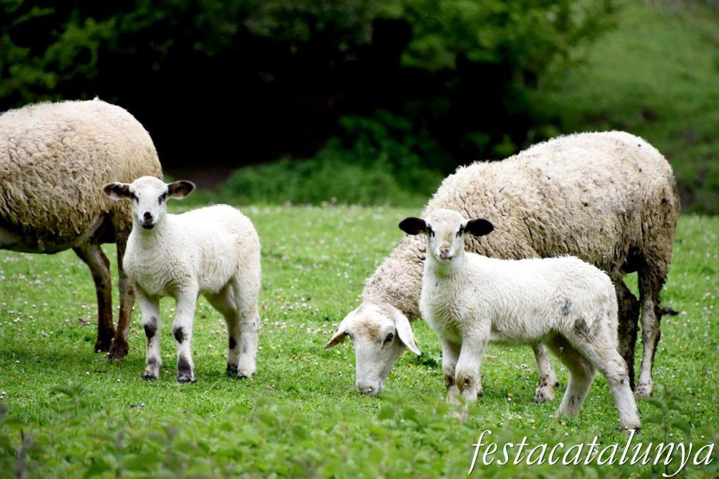 L'Esquirol - Espai natural Collsacabra