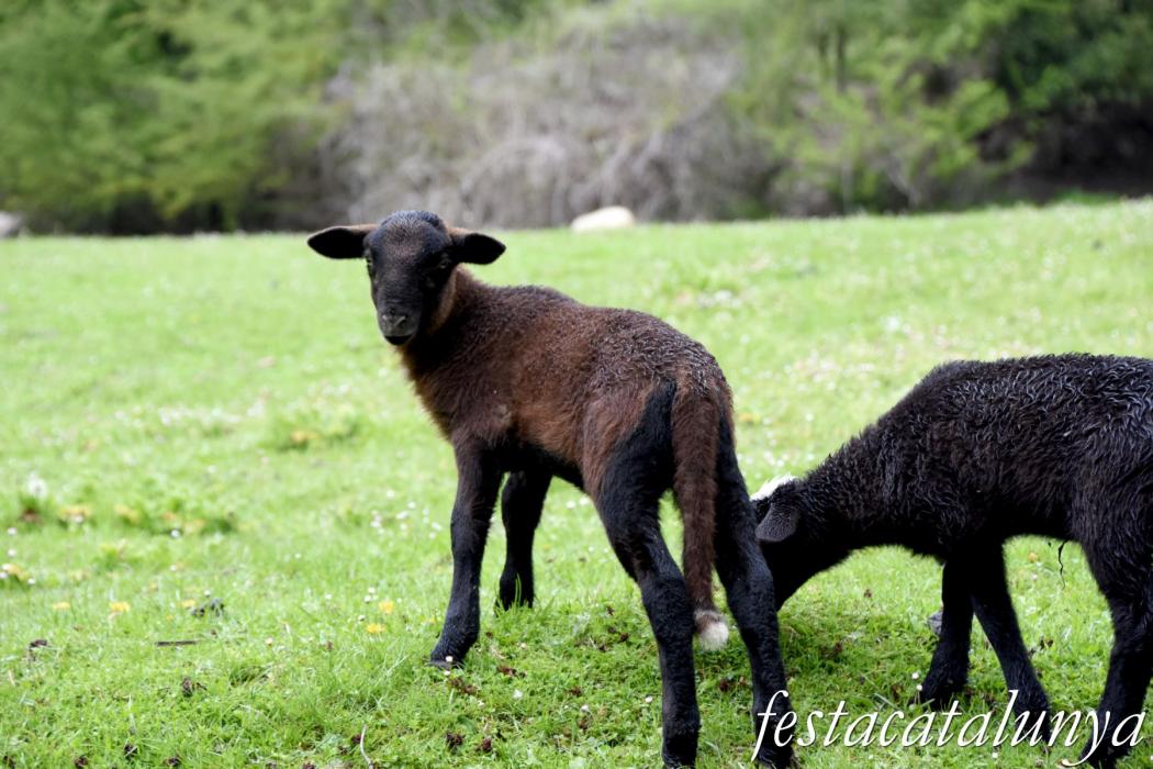 L'Esquirol - Espai natural Collsacabra