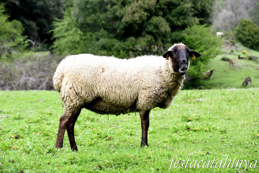 L'Esquirol - Espai natural Collsacabra