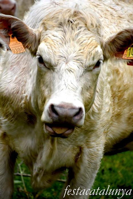 L'Esquirol - Espai natural Collsacabra