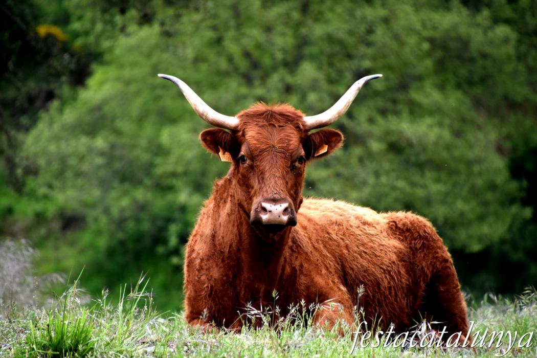 L'Esquirol - Espai natural Collsacabra