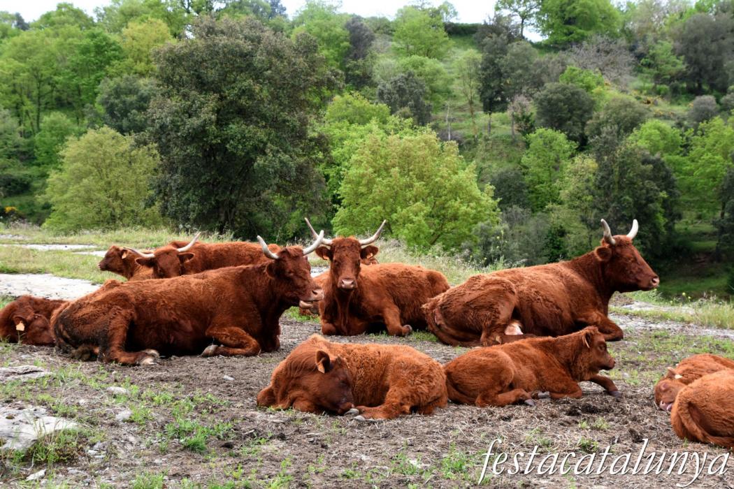 L'Esquirol - Espai natural Collsacabra