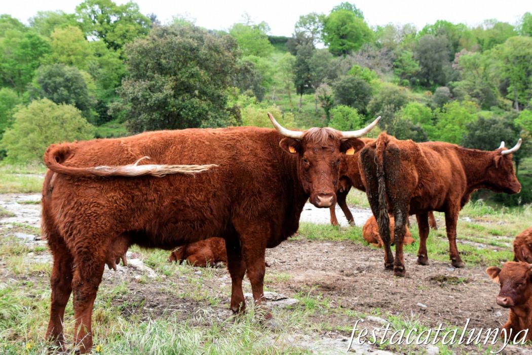 L'Esquirol - Espai natural Collsacabra