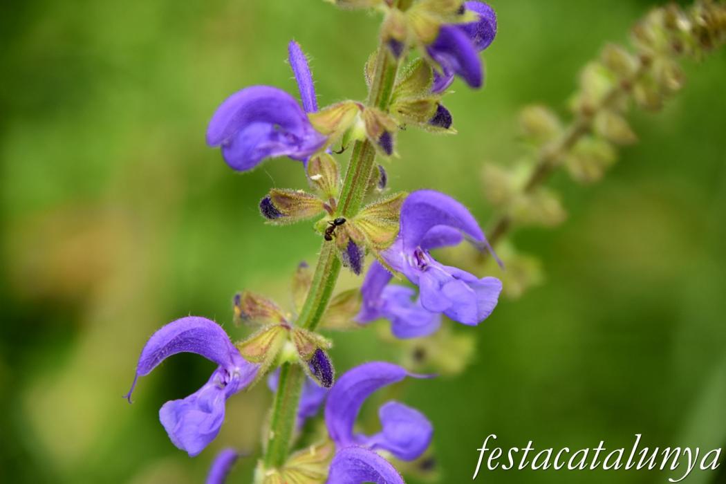 L'Esquirol - Espai natural Collsacabra