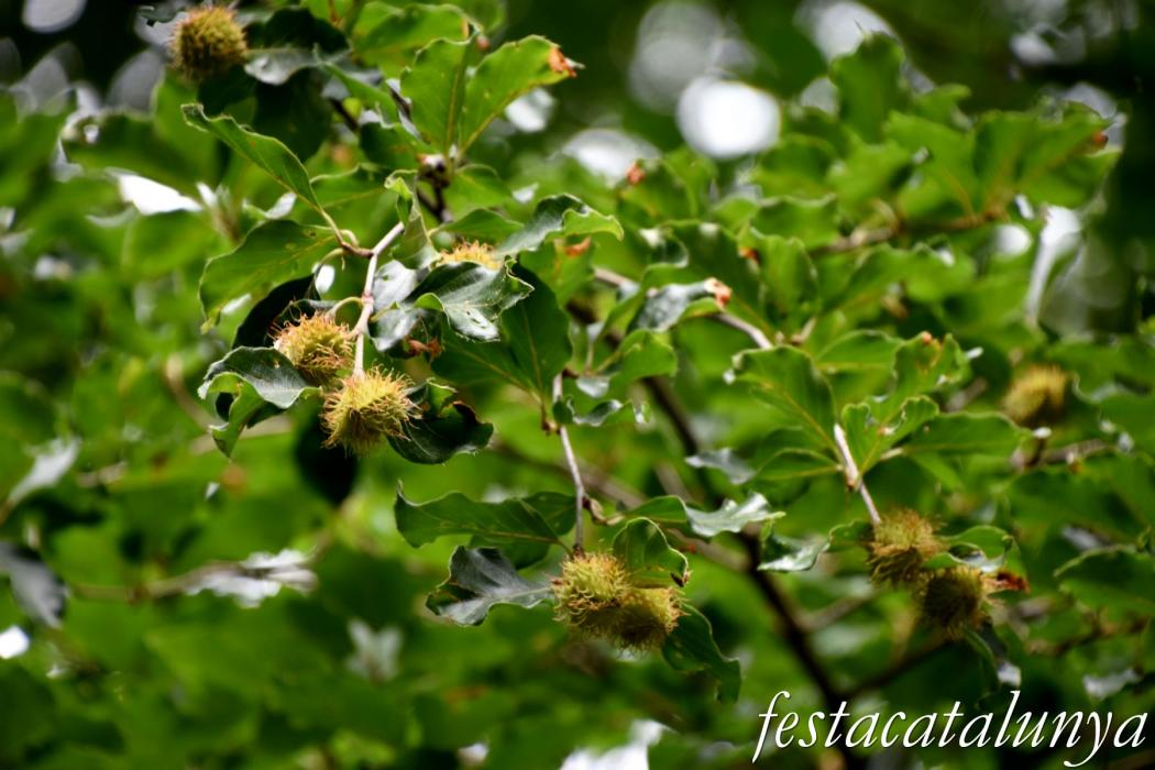 L'Esquirol - Espai natural Collsacabra