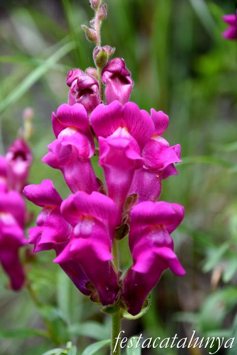 L'Esquirol - Espai natural Collsacabra