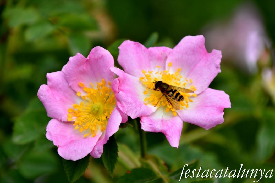 L'Esquirol - Espai natural Collsacabra