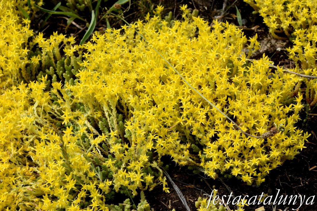 L'Esquirol - Espai natural Collsacabra