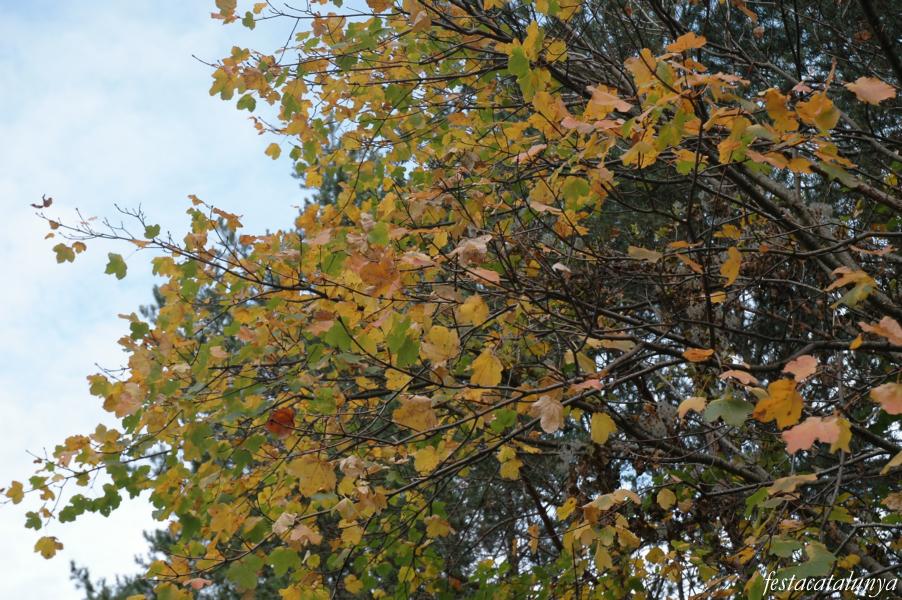 Faiada de Malpàs al Pont de Suert 