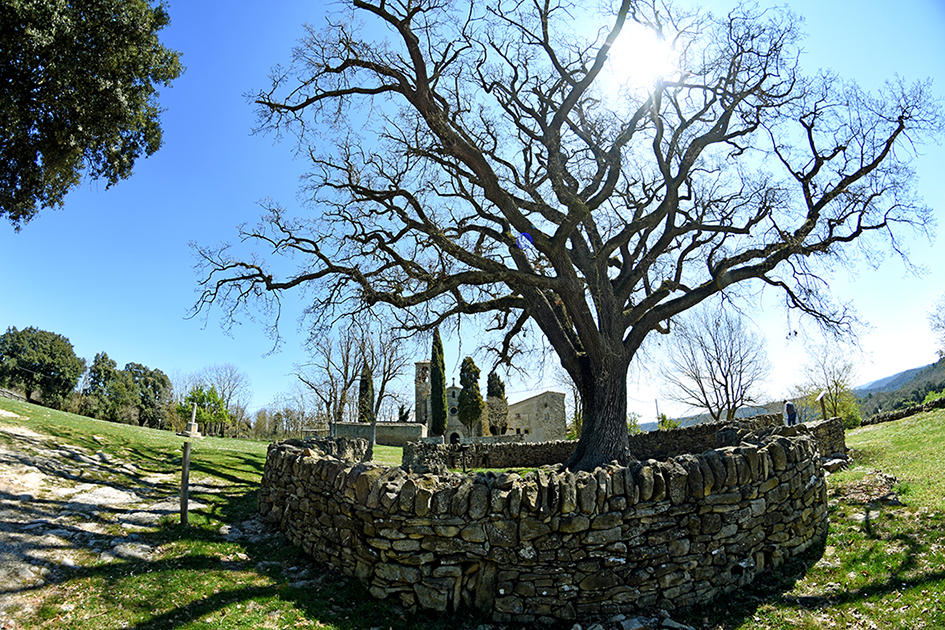 Roure del Giol o de Santa Coloma Sasserra a Castellcir