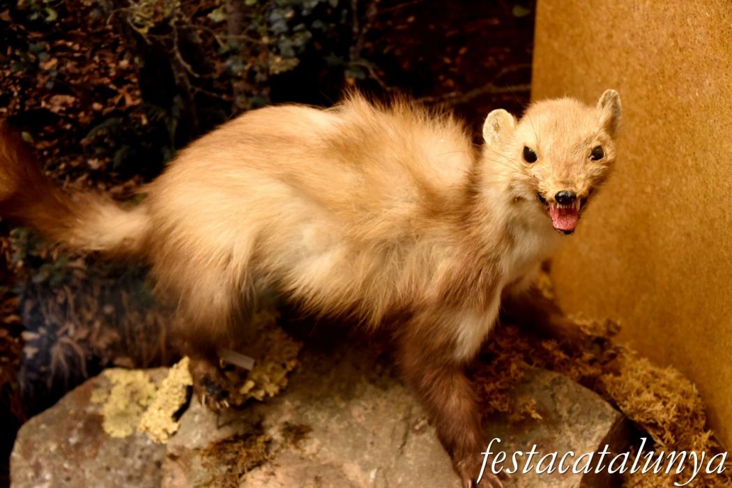 Museu de les Guilleries