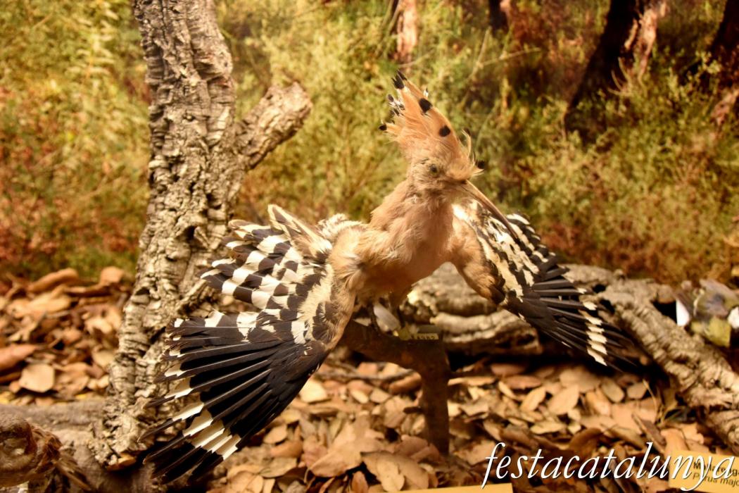 Museu de les Guilleries